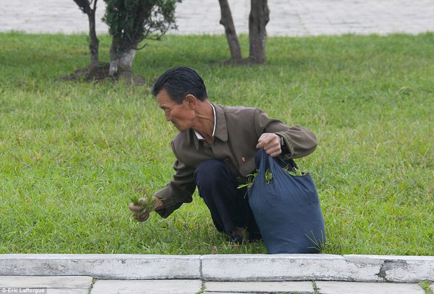 северокореец собирает траву
